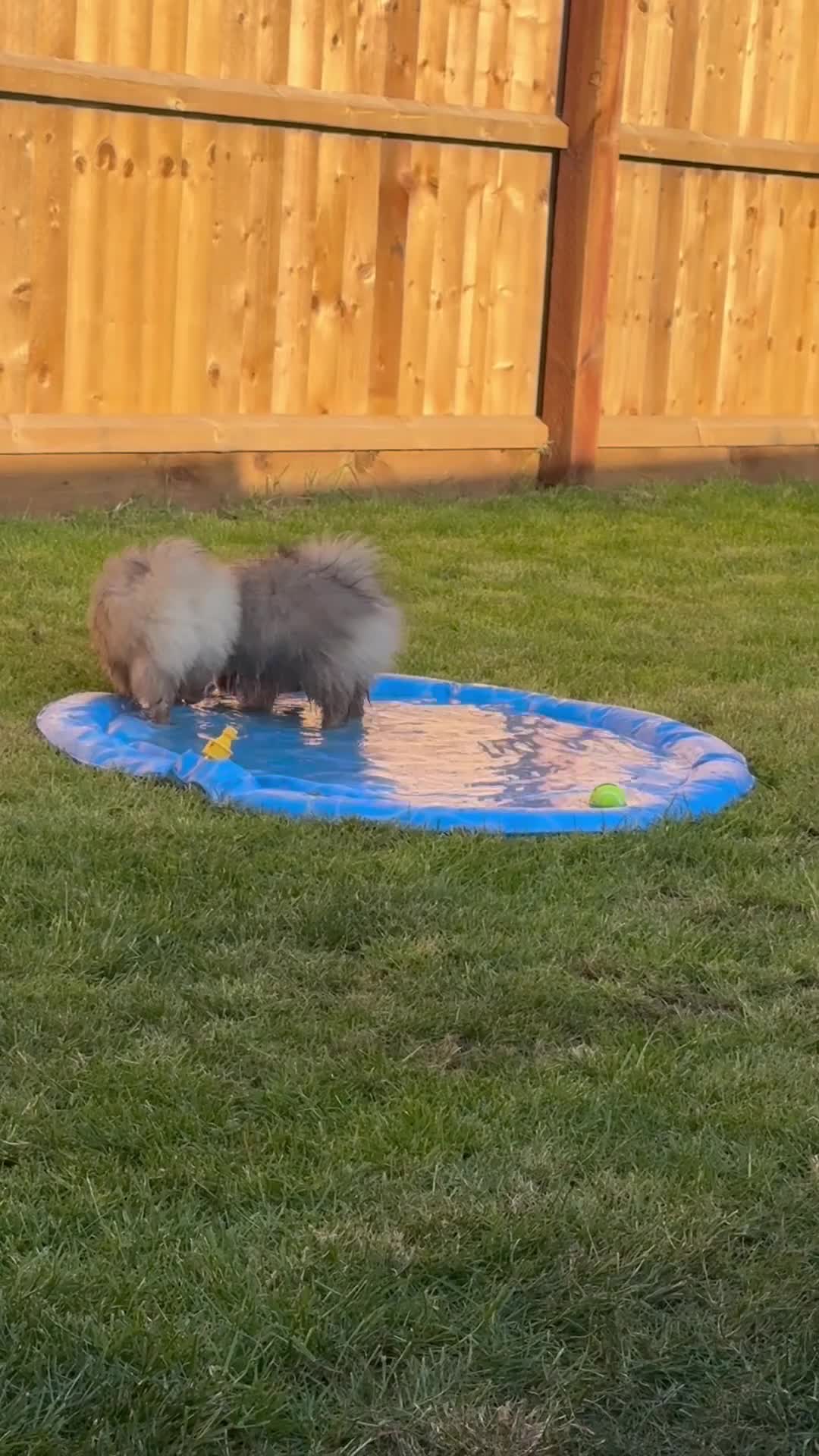 Pomeranian dogs for sale: 2 Gorgeous X-Small Pom Girls  - Video 2