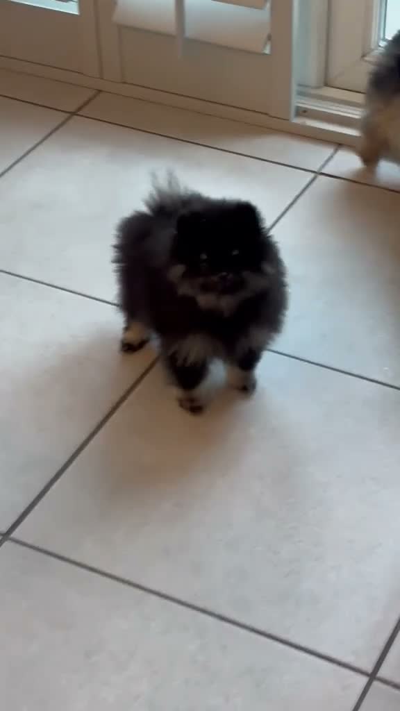 Pomeranian dogs for sale: Kc reg teddy pom  - Video 1