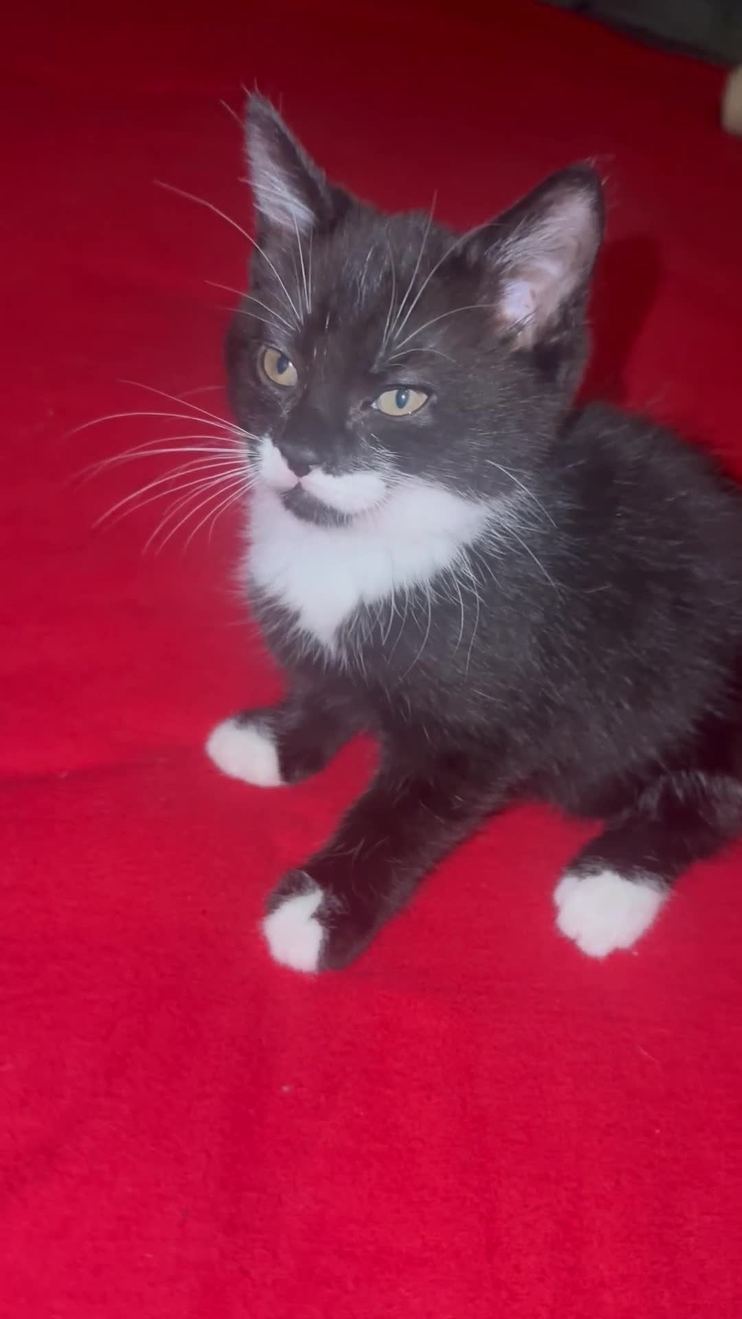 Mixed Breed cats for sale: Black and white kittens! - Video 2