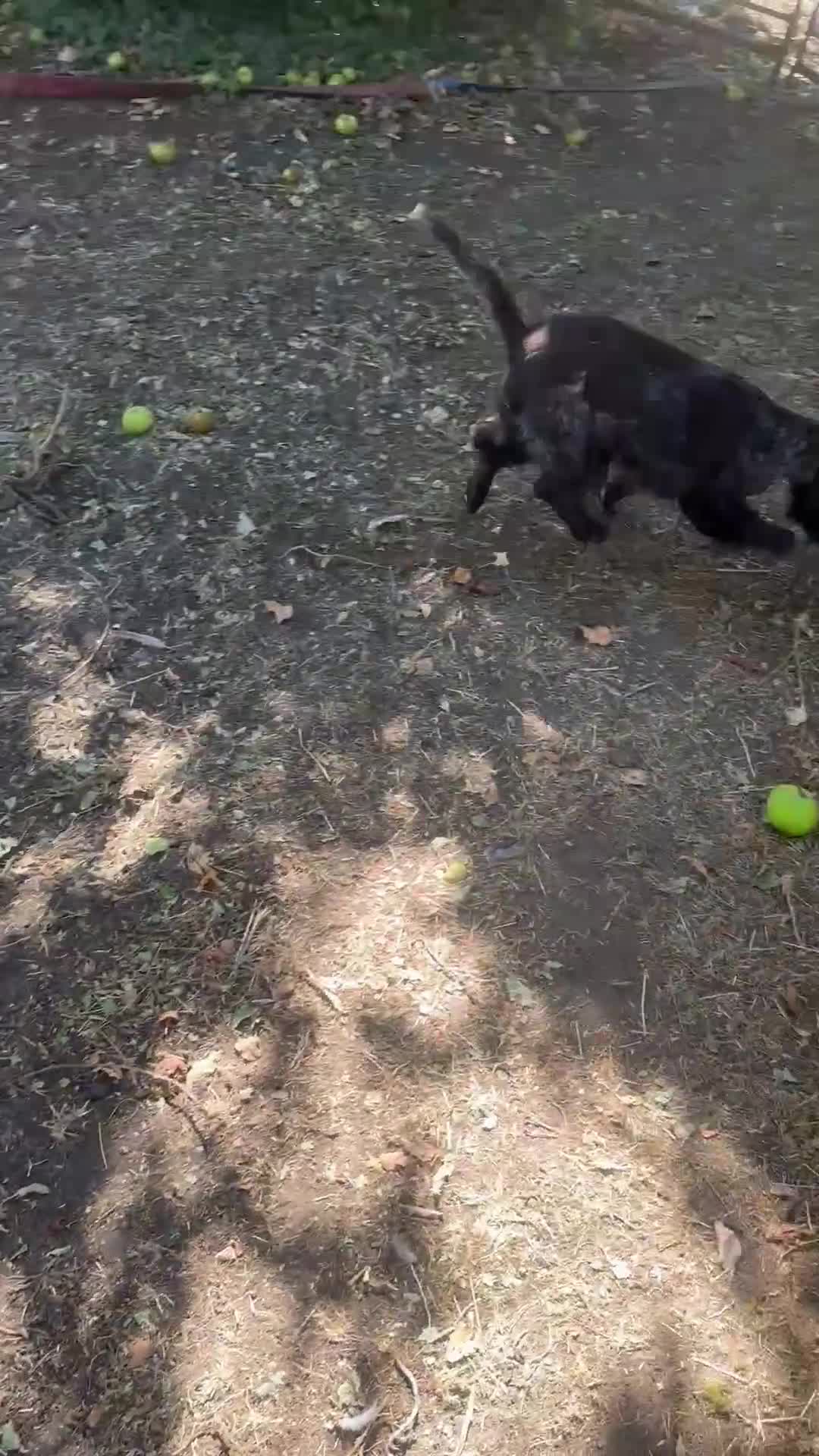 Cocker Spaniel dogs for sale: Handsome chocolate roan boy - Video 1