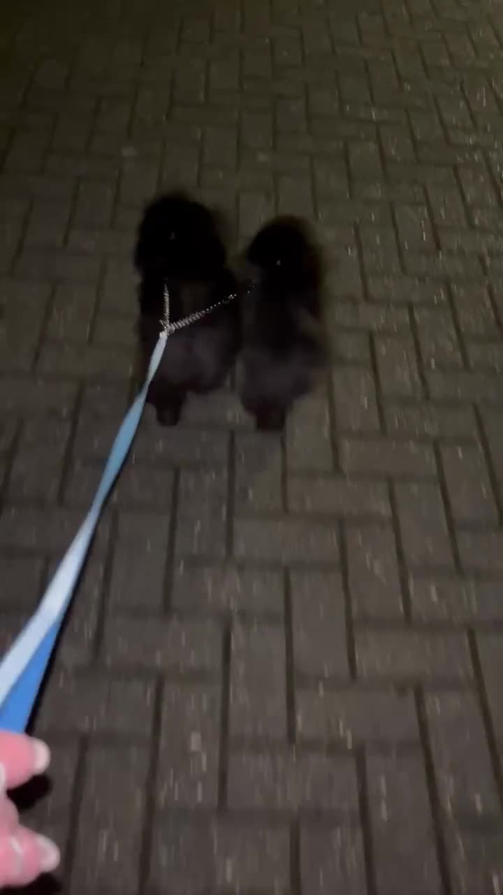 Pomeranian dogs for sale: Pomeranian - Video 3