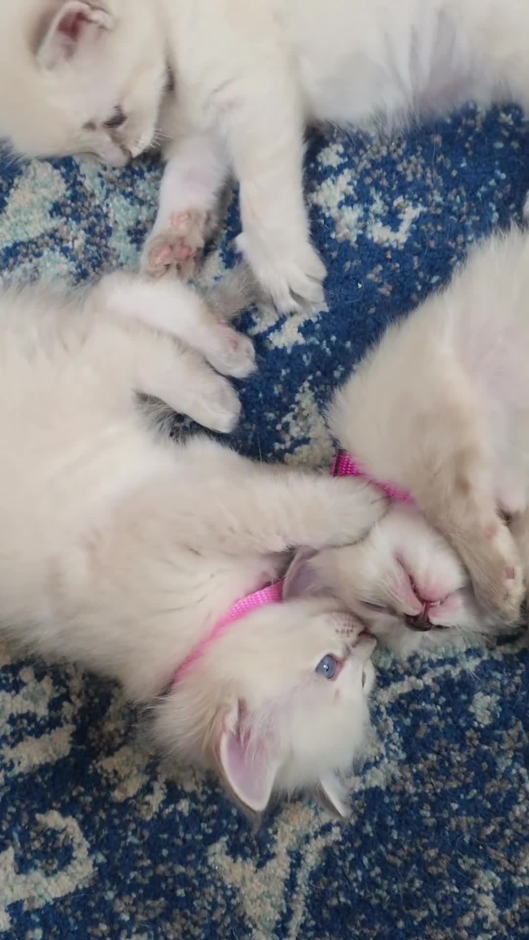 Ragdoll cats for sale: Ragdoll kitten - Video 1