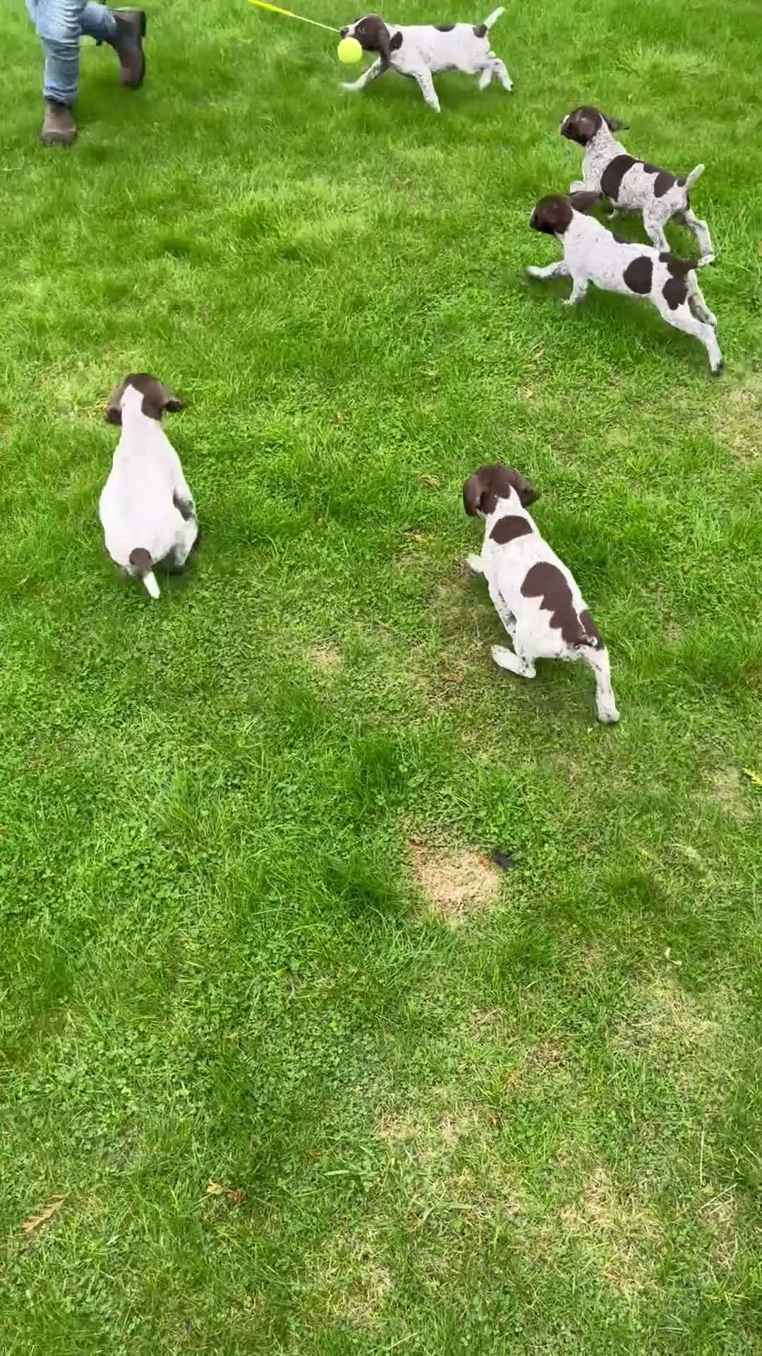 German Shorthaired Pointer dogs for sale: ! Ready now !  - Video 2
