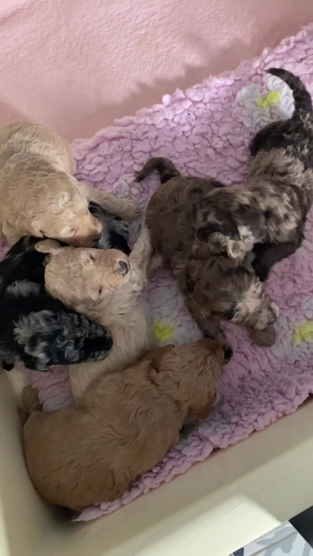 Labradoodle dogs for sale: 🌈POTENTIAL THERAPY/ASSISTANCE PUPS🌈 in Harlow - Video 1