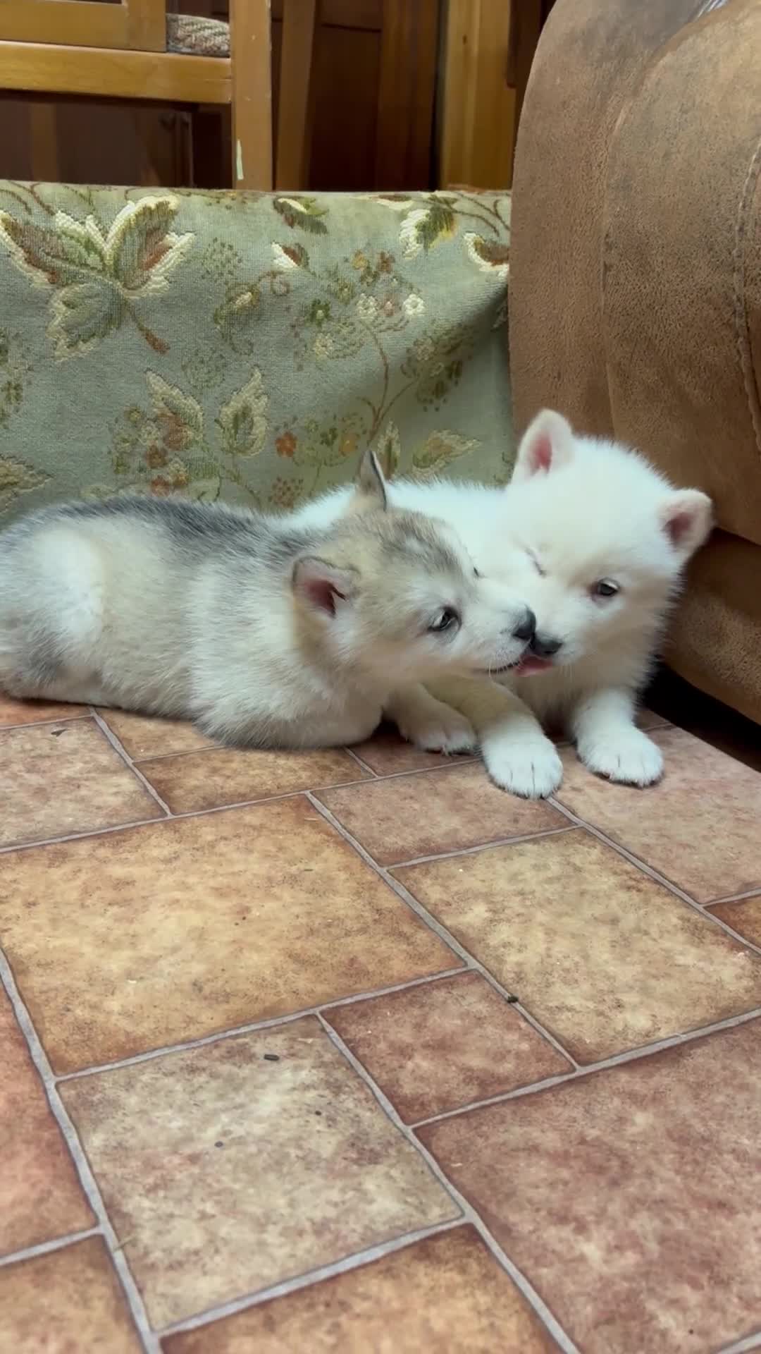 Alaskan Malamute dogs for sale: K.C registered Quality Alaskan Malamute puppies - Video 1