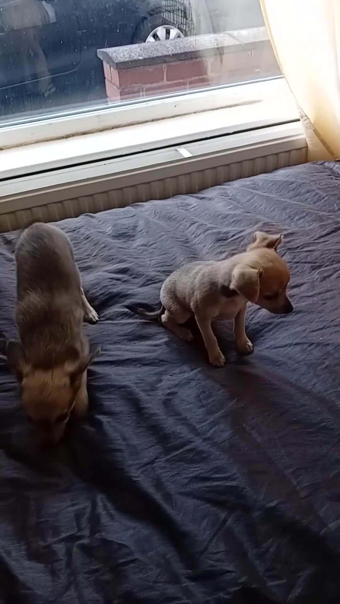 Miniature Pinscher dogs for sale: Mini pinscher for sele  - Video 3
