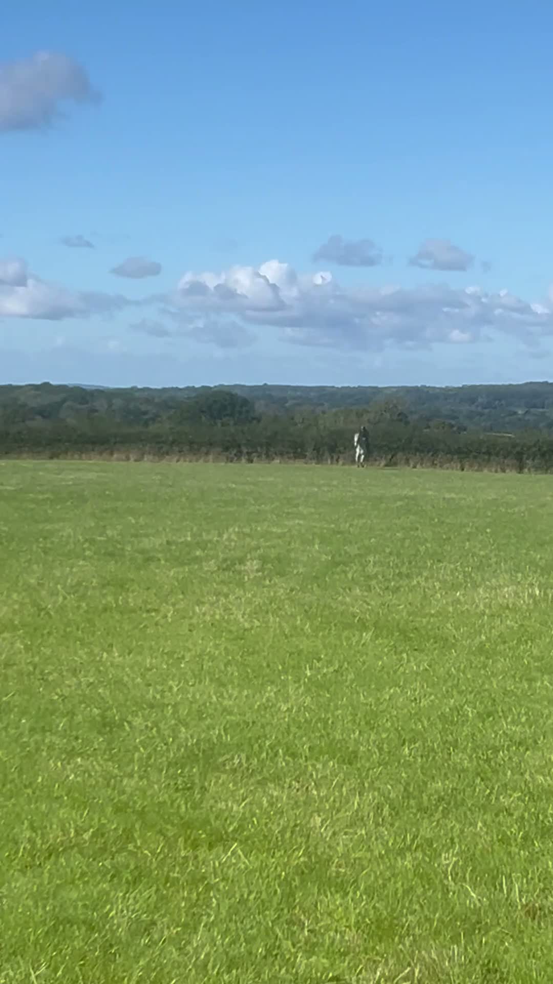 Irish Sports horses for sale: Gorgeous handsome all rounder for sale  in Mayfield - Video 4