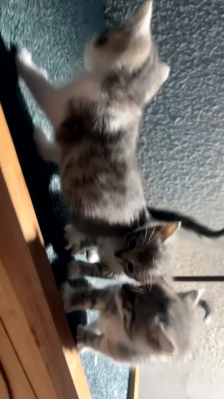 Domestic Shorthair cats for sale: Kittens ready to go!! - Video 4