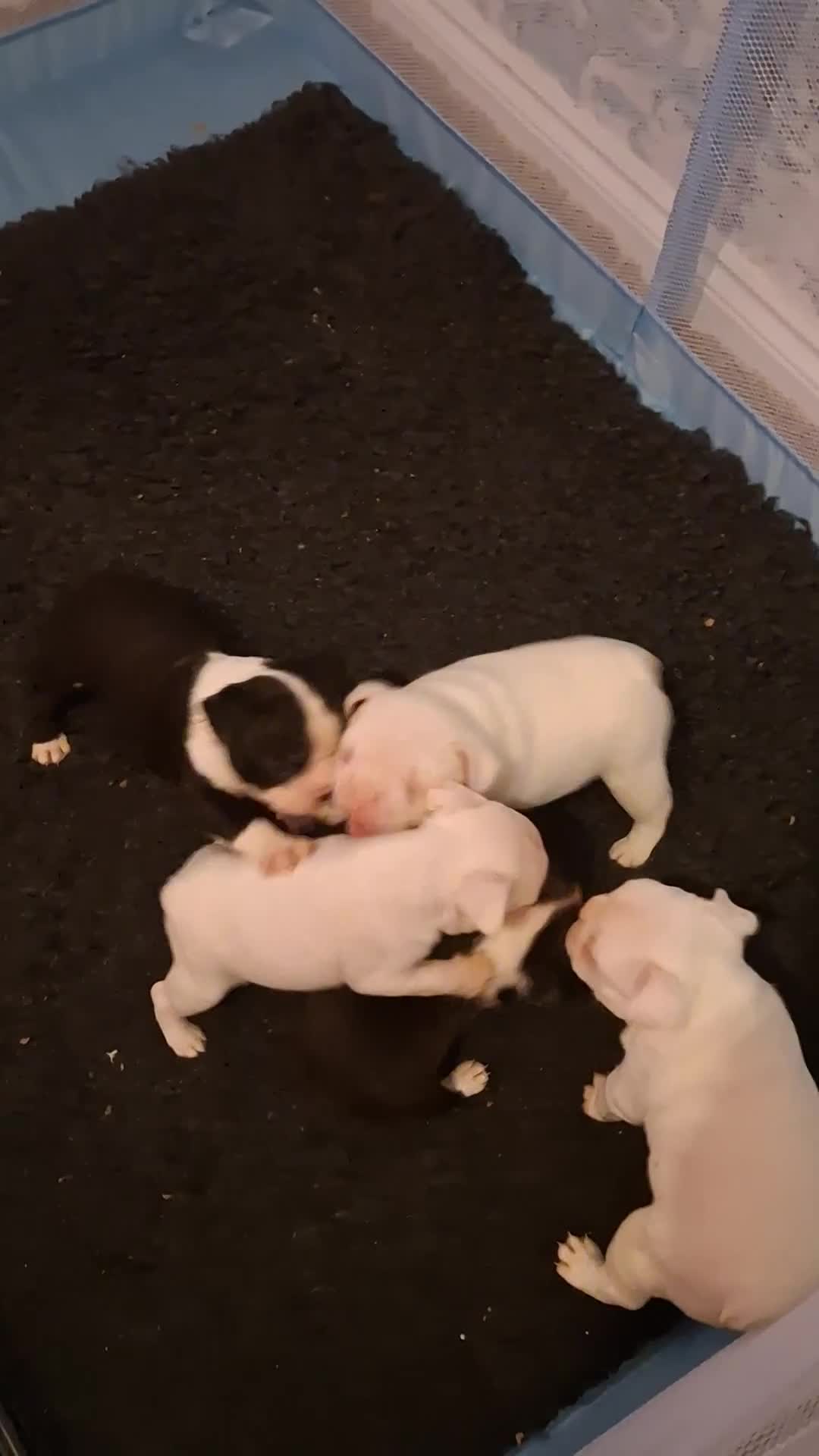 Boston Terrier dogs for sale: Stunning Boston Terriers Boys.  - Video 3
