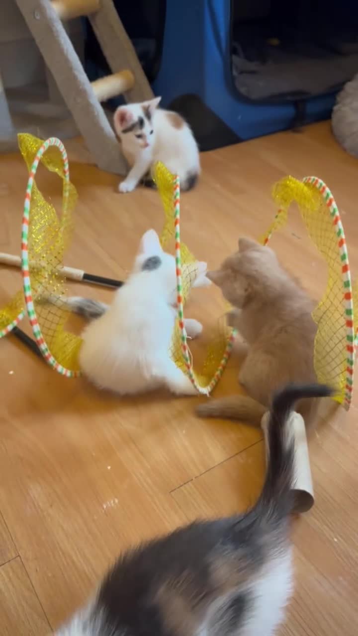 Mixed Breed cats for sale: Beautiful friendly kittens  - Video 1