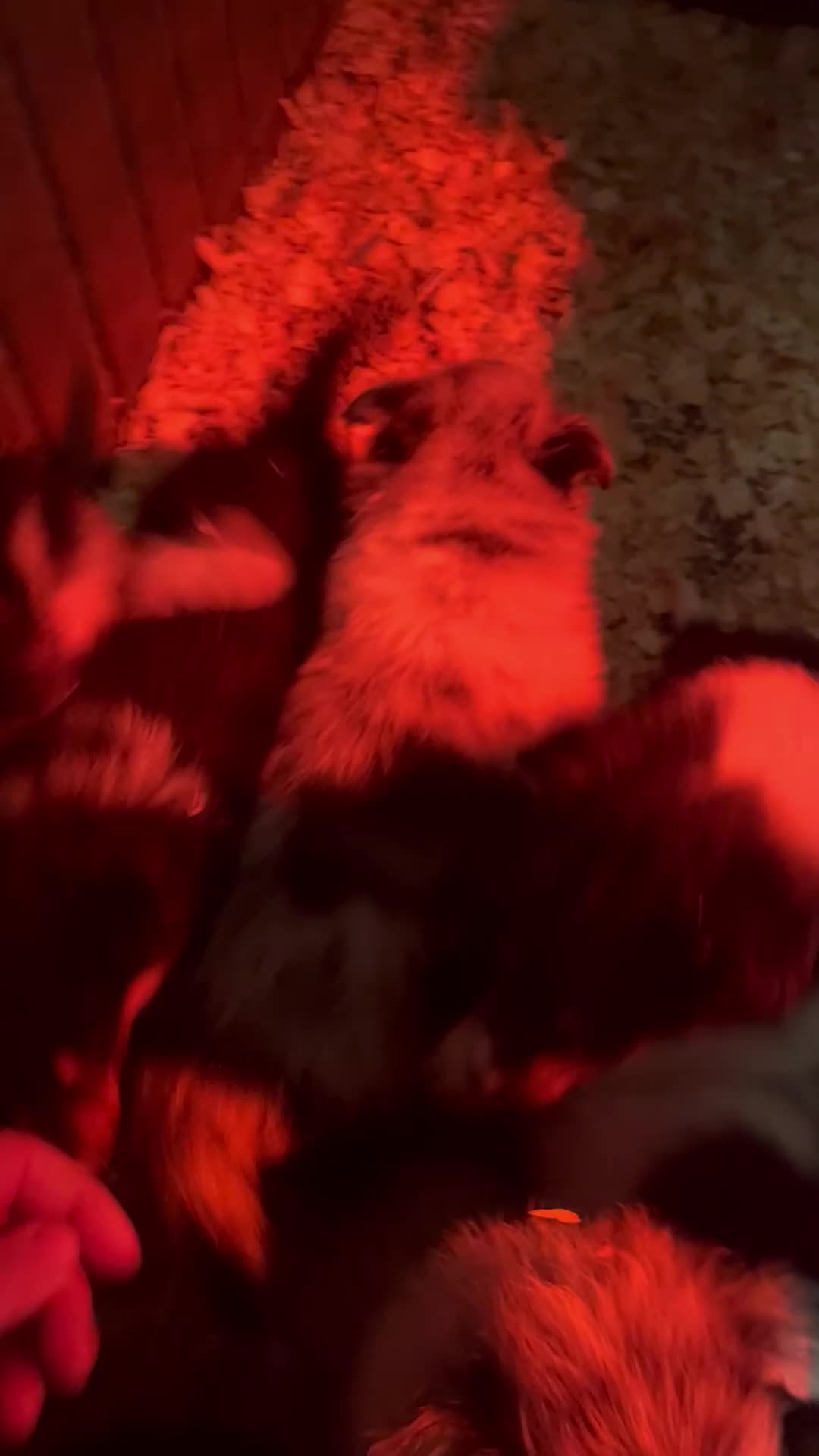 Rough Collie dogs for sale: Kc registered rough collie puppies  - Video 2