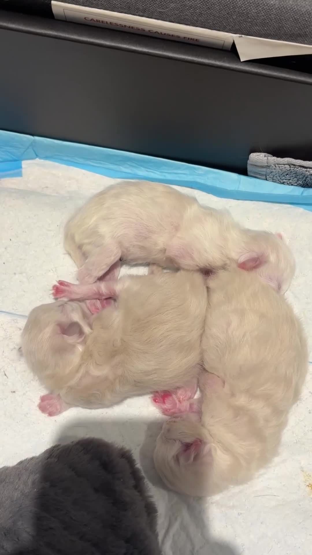 Ragdoll cats for sale: Beautiful ragdoll kittens in Cardiff - Video 3