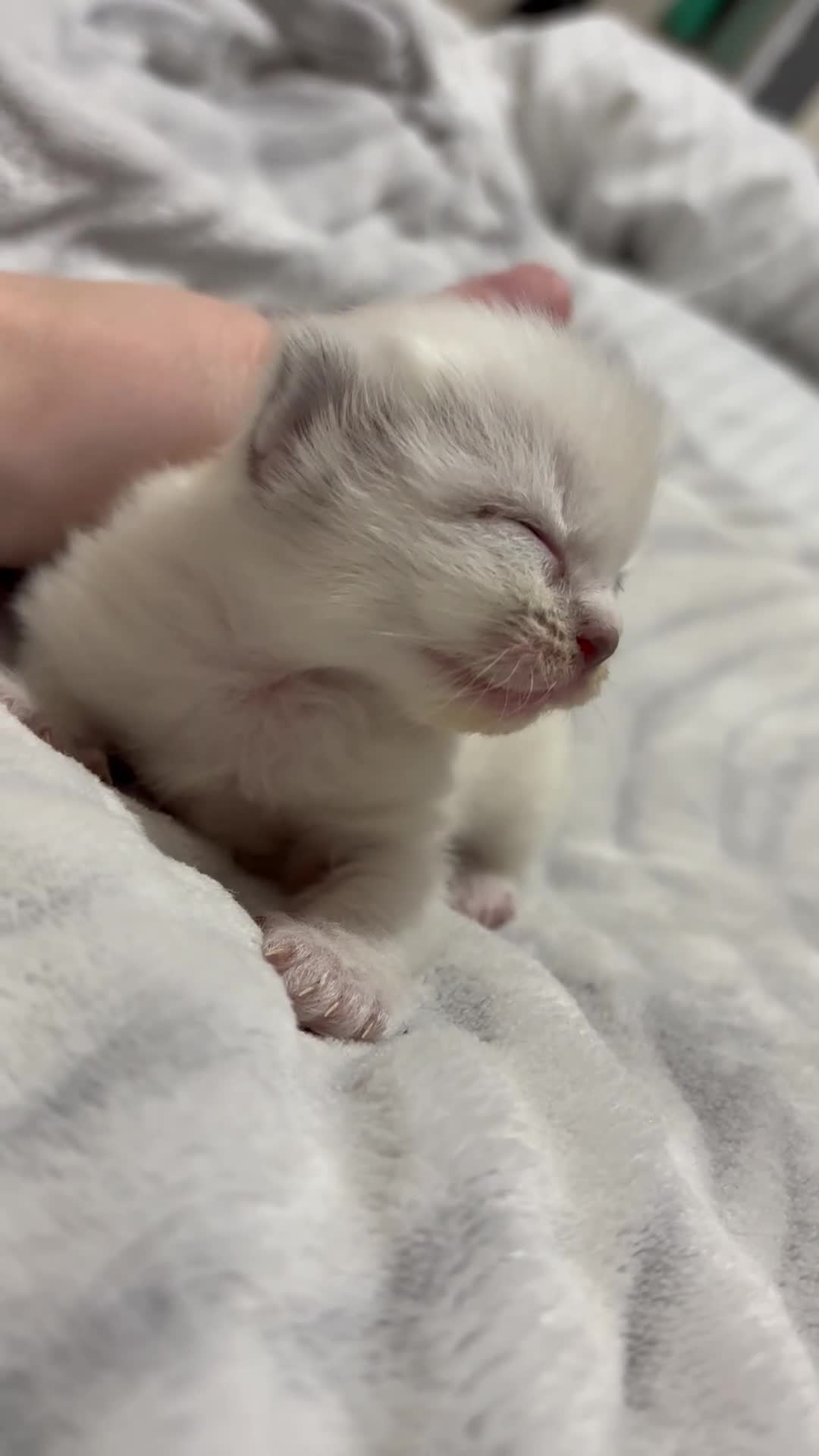 Ragdoll cats for sale: READY Sunday cute full ragdoll kittens 2 left - Video 2