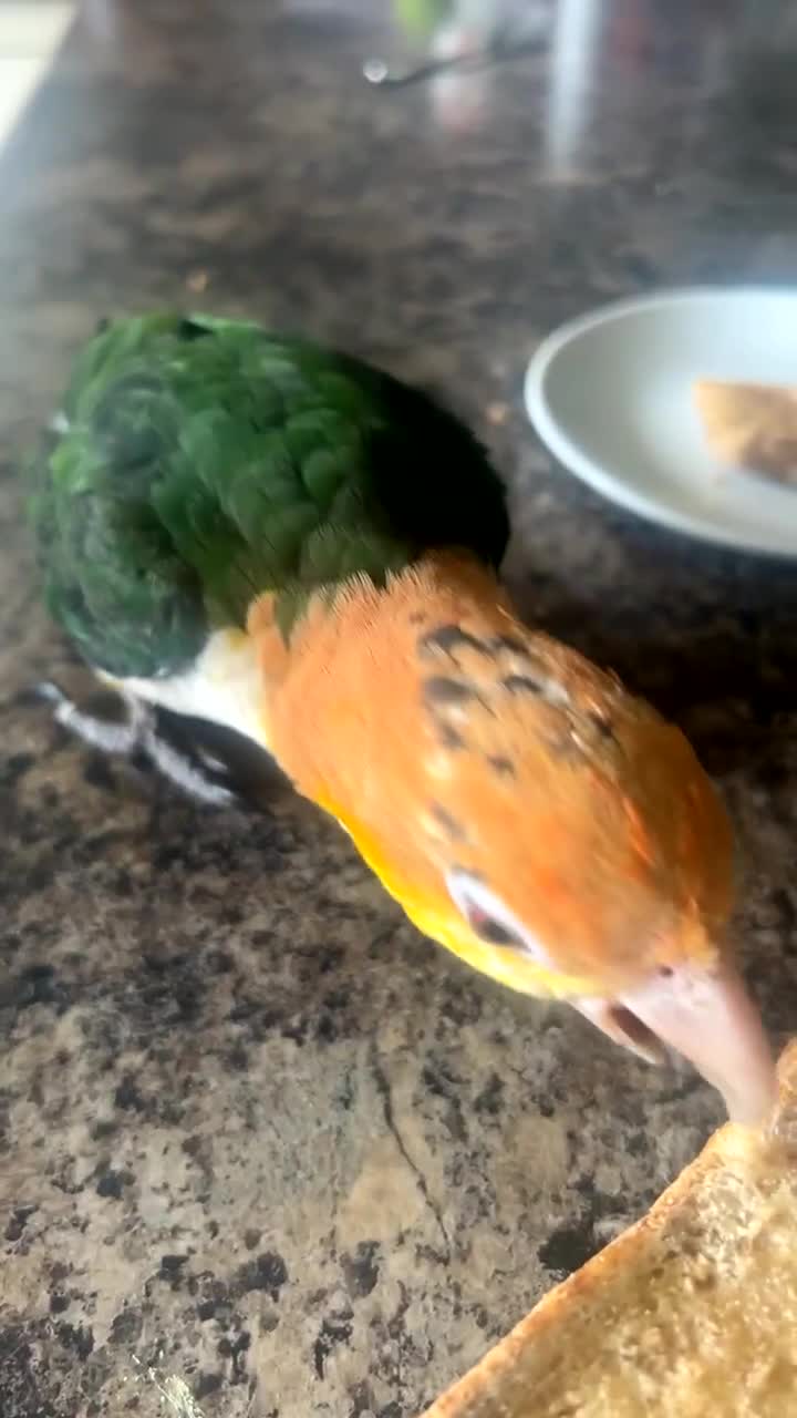 Parrots birds for sale: Tame Baby White-bellied Caique Parrot  - Video 2
