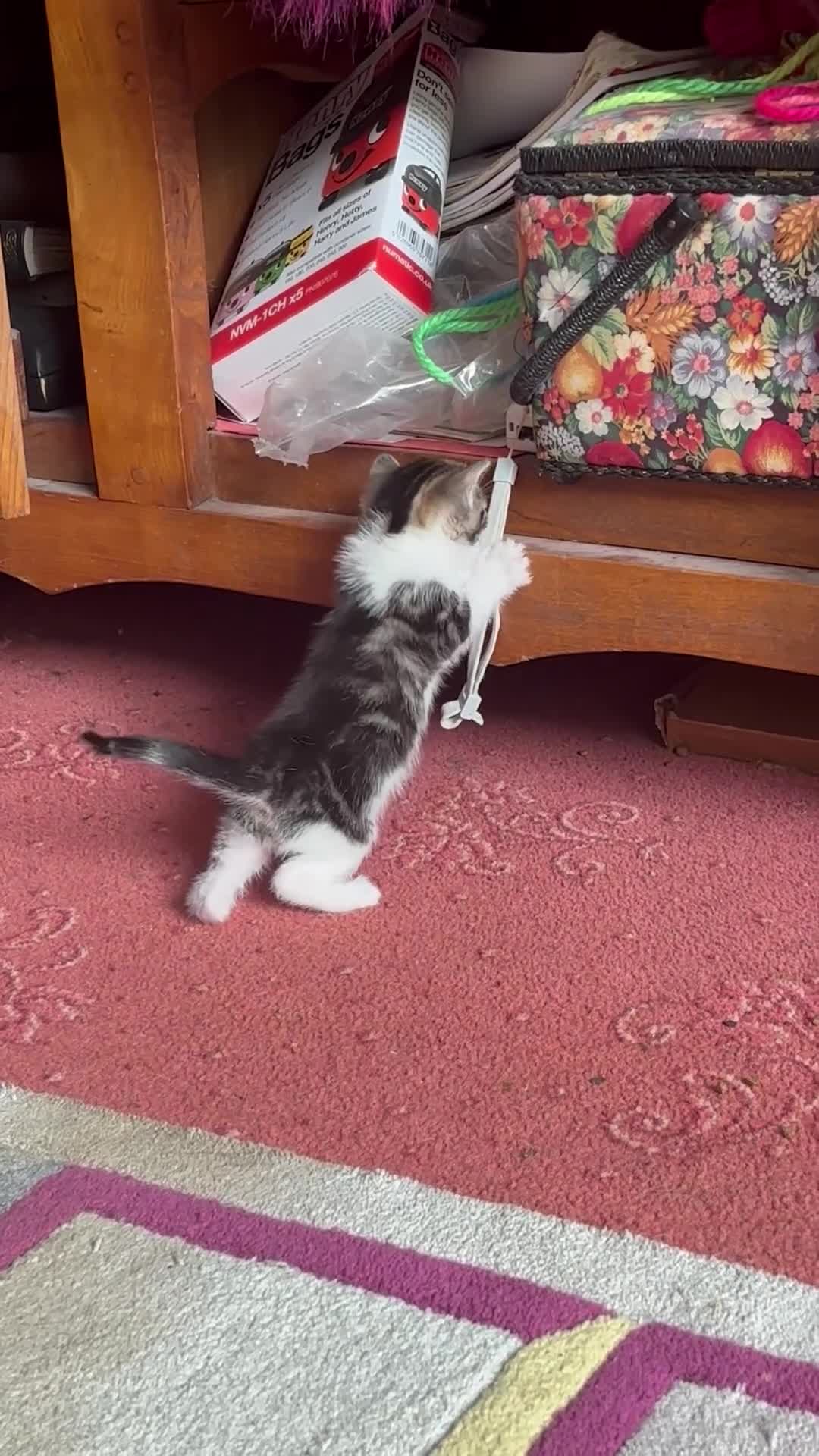 Mixed Breed cats for sale: 5 beautiful kittens  - Video 1