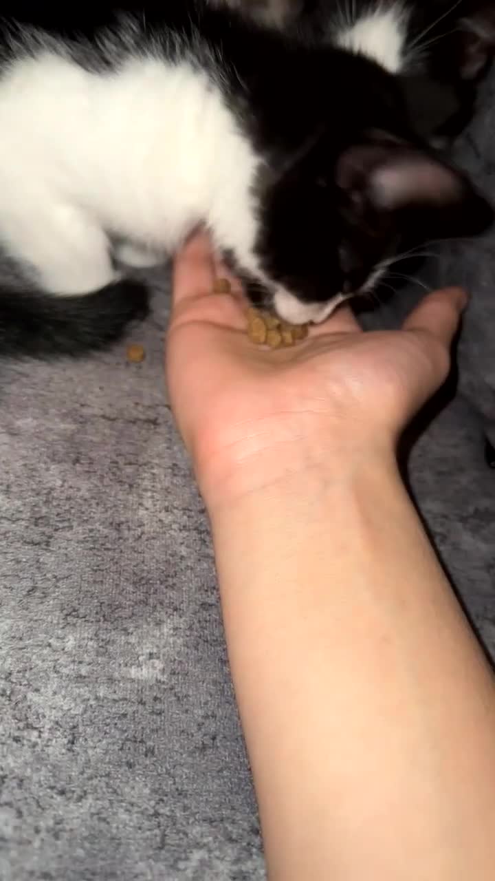 British Shorthair cats for sale: 2 lovely black and white shorthairs - Video 1