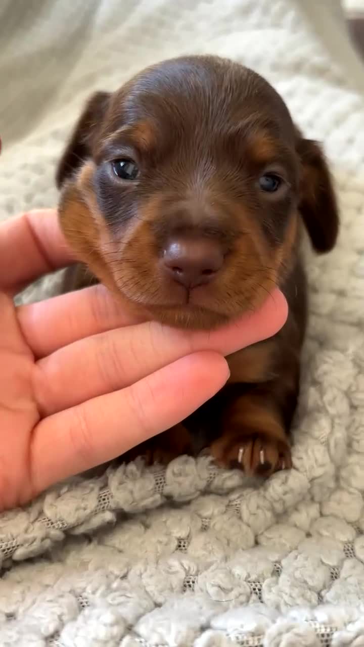Miniature Dachshund dogs for sale: Miniature dachshund puppies - Video 1