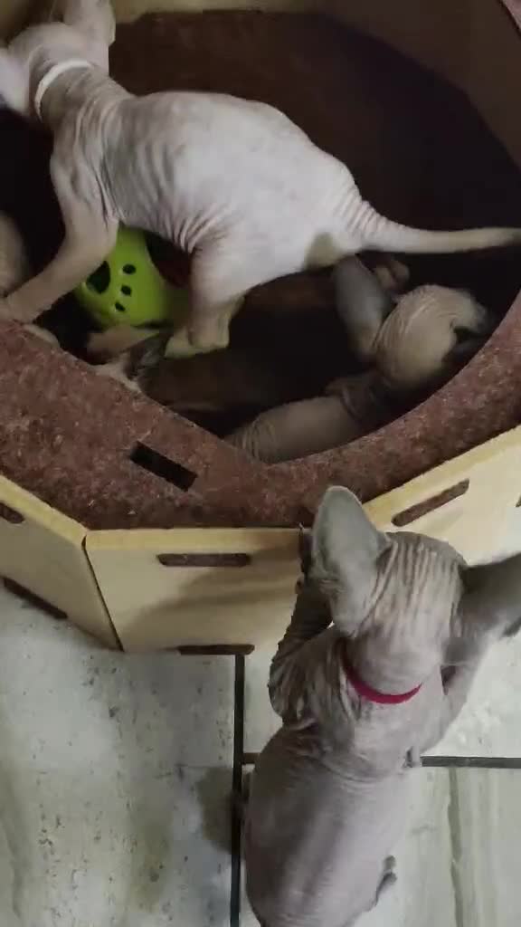 Sphynx cats for sale: Canadian Sphynx Tica registered,Blue eyes. - Video 1