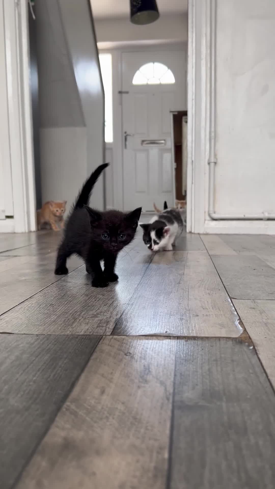 Mixed Breed cats for sale:     Beautiful Healthy Kittens Ready To Reserve  - Video 1
