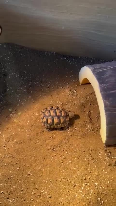 Tortoise reptiles for sale: Tortoise for sale  in Ruislip - Video 1