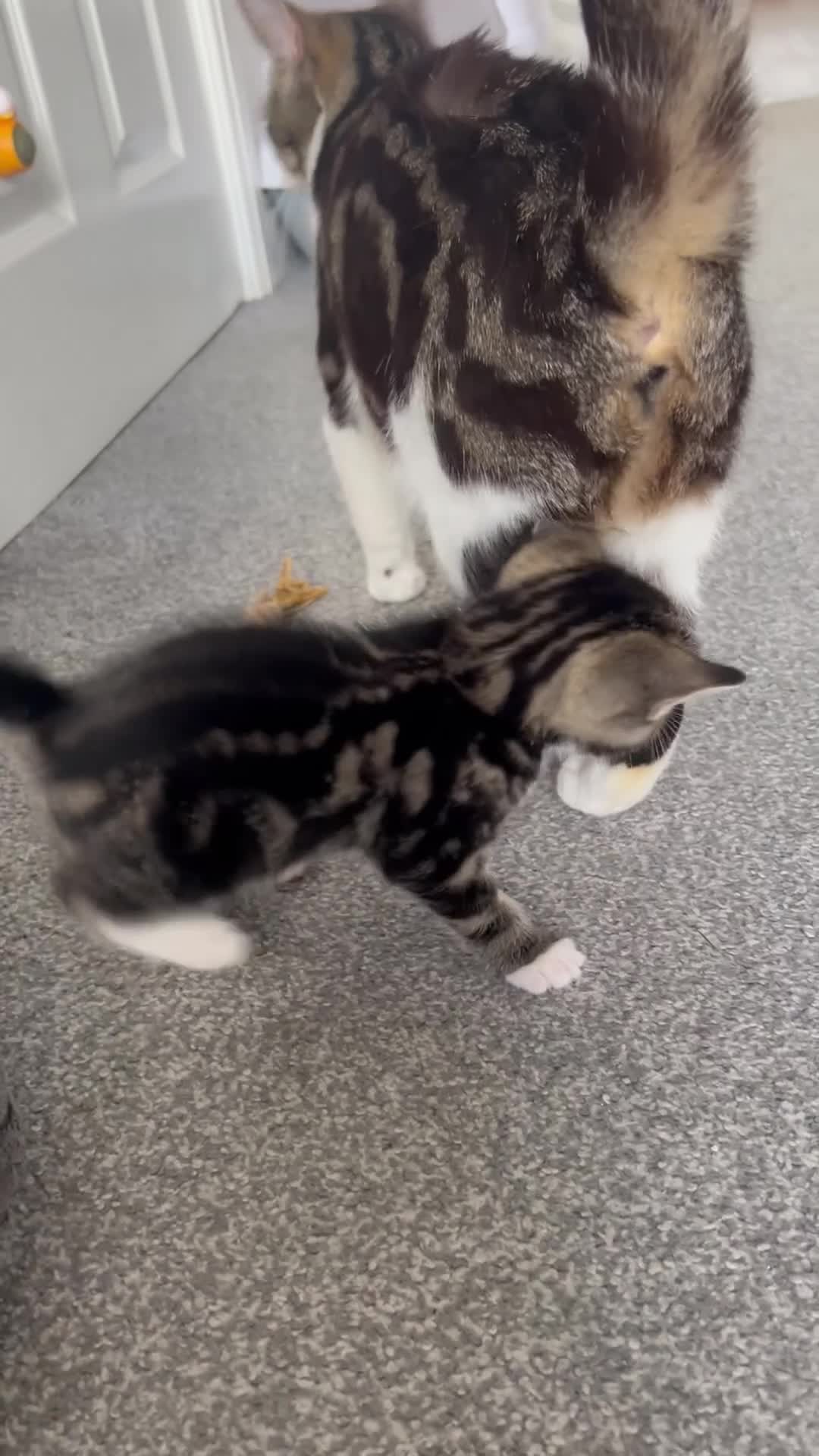 Mixed Breed cats for sale: Three tabby kittens for sale, 2 boys and a girl - Video 1