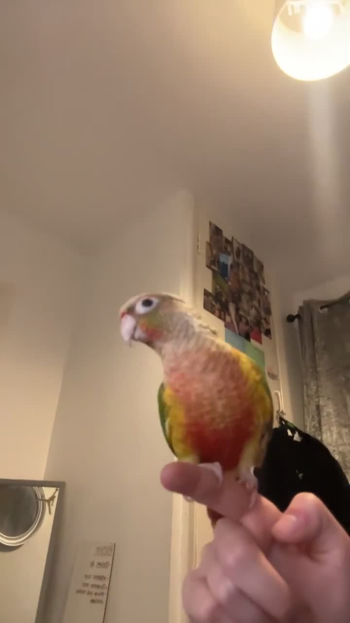 Conures birds for sale: Hand tame pineapple conure - Video 3