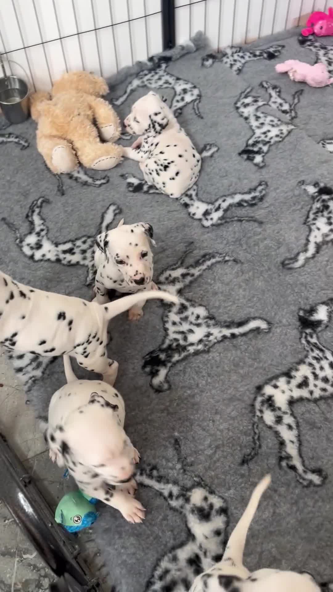 Dalmatian dogs for sale:  Just 2 full hearing puppies by champion parents  - Video 1