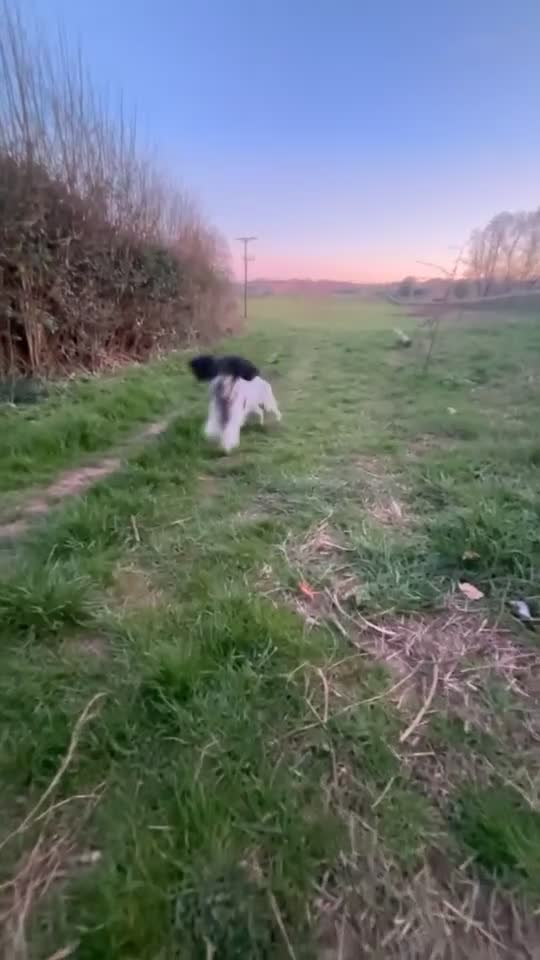 Sprocker dogs for sale: Beautiful 2 year old sprocker. in Bromyard - Video 1