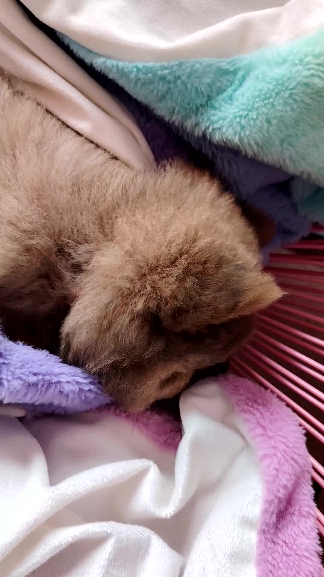 Chow Chow dogs for sale:  KC registered Chow Chow puppies for sale.🤗 - Video 5