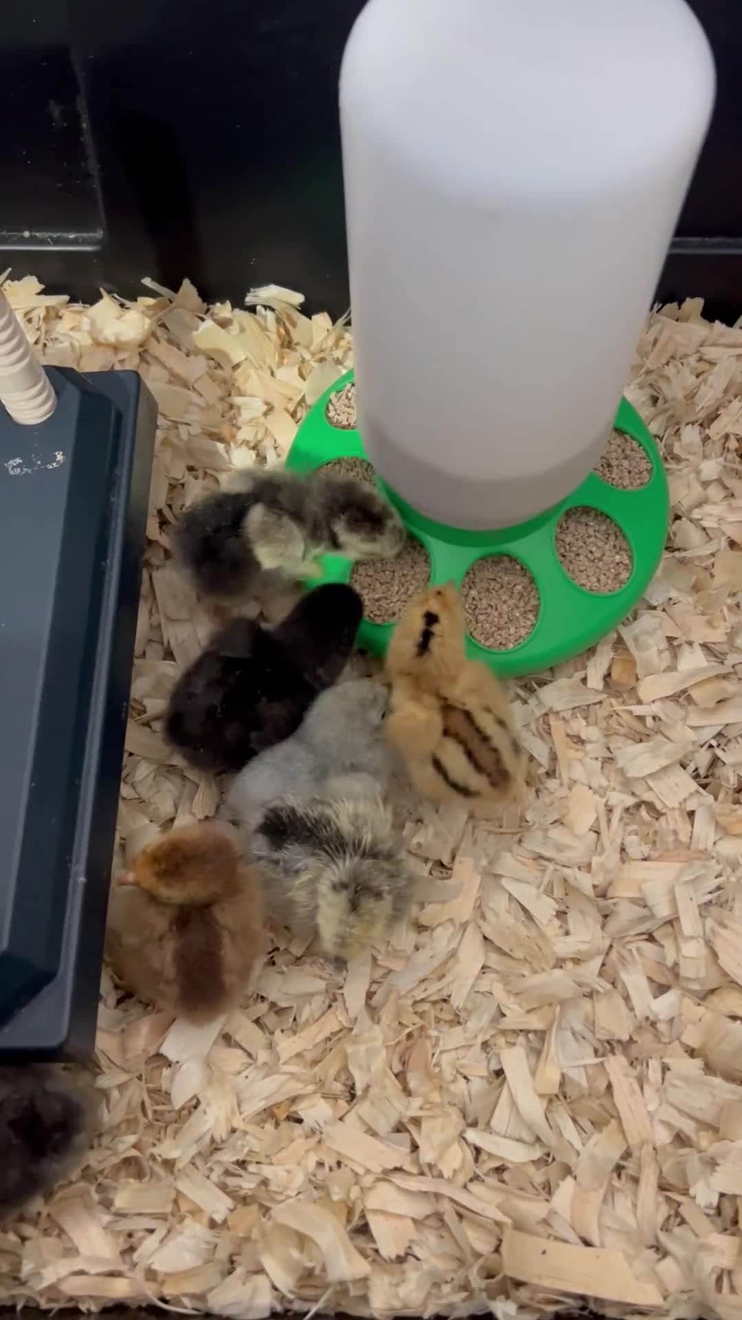 Chickens poultry for sale: Mixed Pekin, Silkie and Crossbred Chicks - Video 2