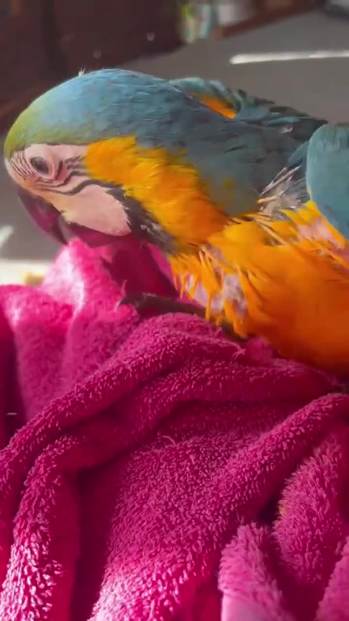 Macaws birds for sale: Hand reared blue & gold Macaw Chick - Video 2