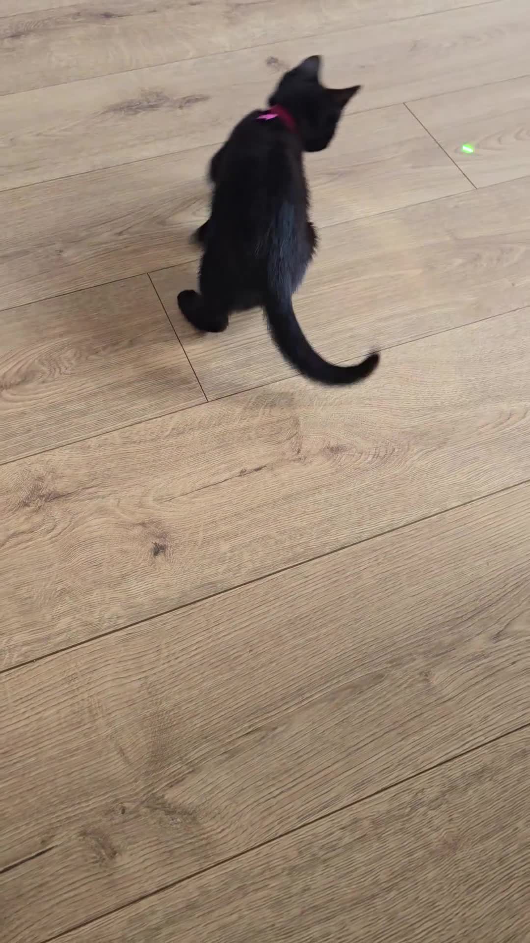 Mixed Breed cats for sale: Beautiful playful Black female kitten  - Video 1