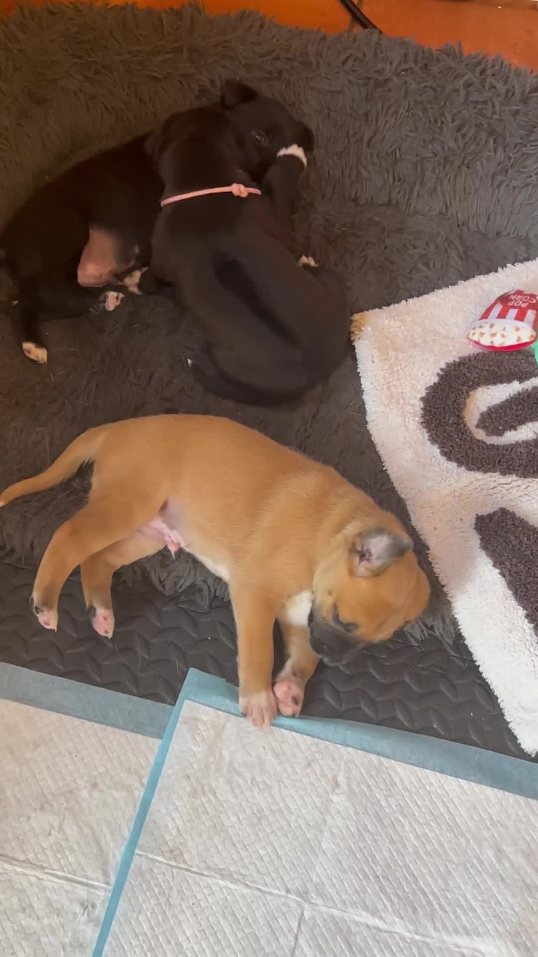 Mixed Breed dogs for sale: Rhodesian Ridgeback X Canaan Dog Puppies  - Video 5