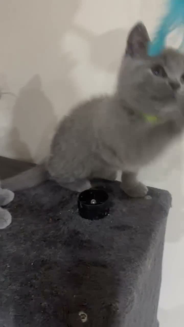 British Shorthair cats for sale: Beautiful BSH kittens - Video 1