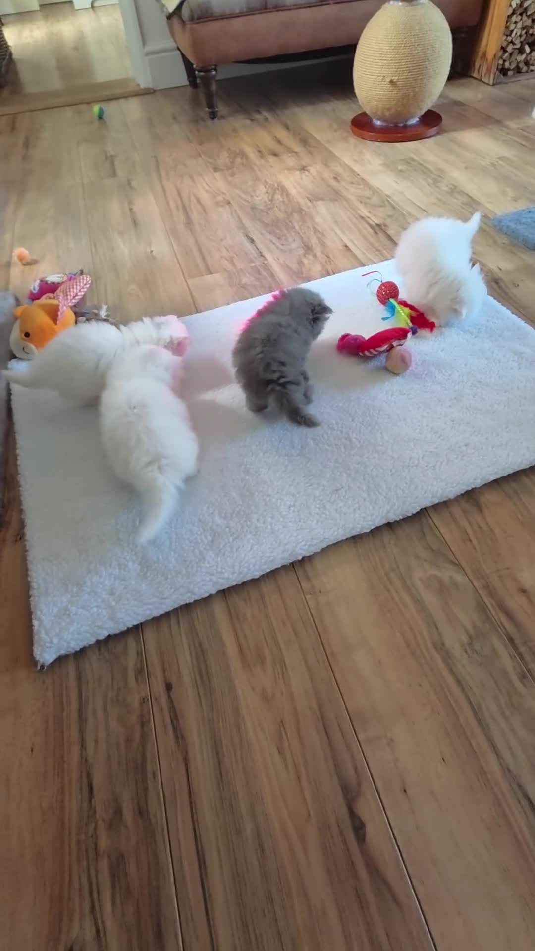Persian cats for sale: PERSIAN  **  KITTENS LOOKING FOR NEW HOMES  - Video 1