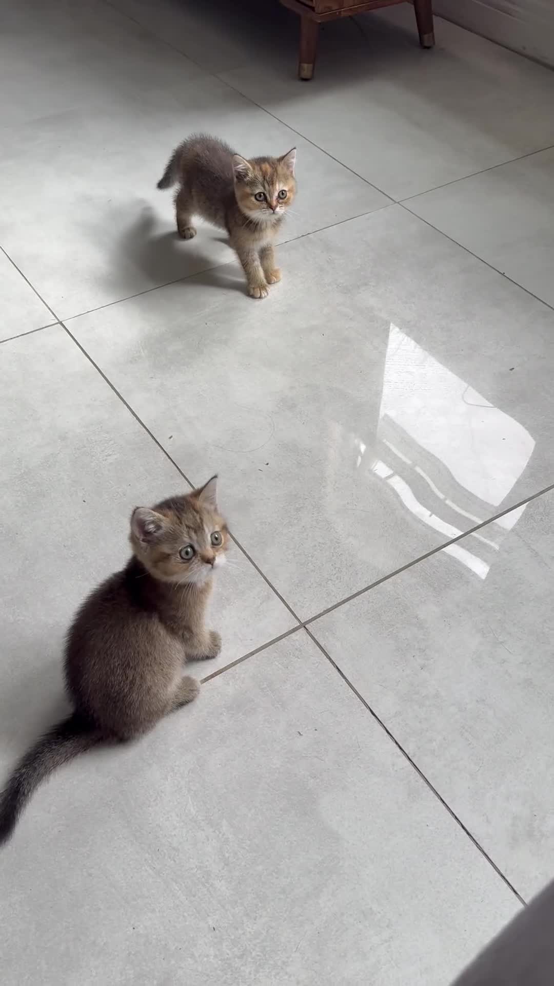 British Shorthair cats for sale: Beautiful GCCF kittens from champion lines  - Video 2