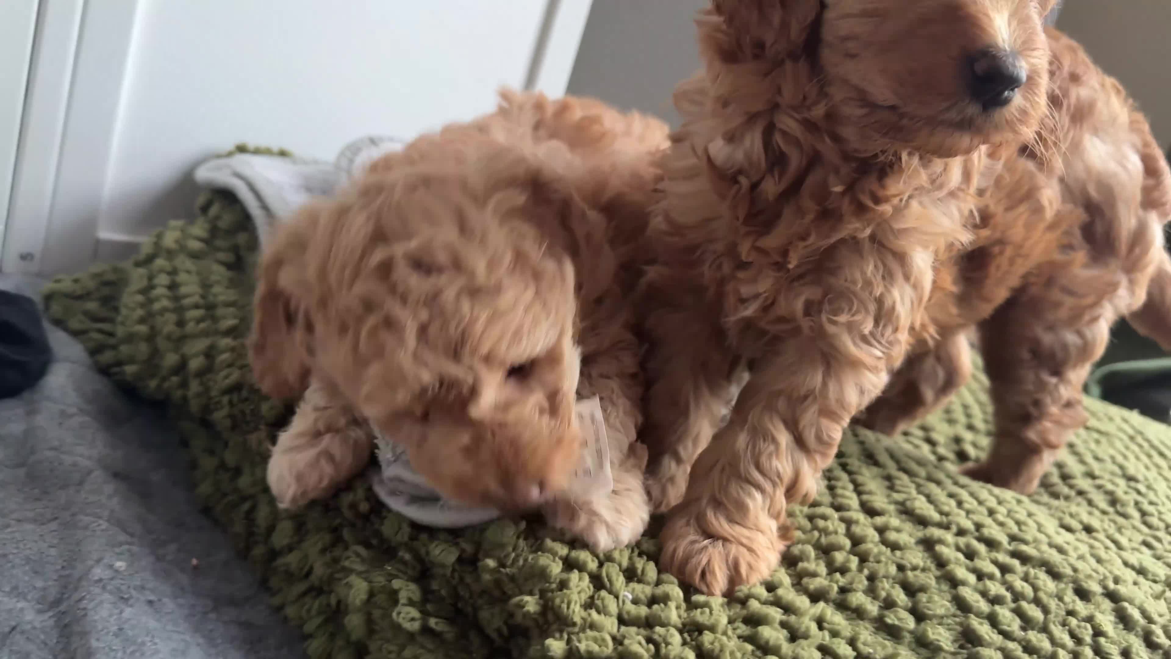 Australian Labradoodle dogs for sale: Multigenerational Australian Labradoodle  - Video 2
