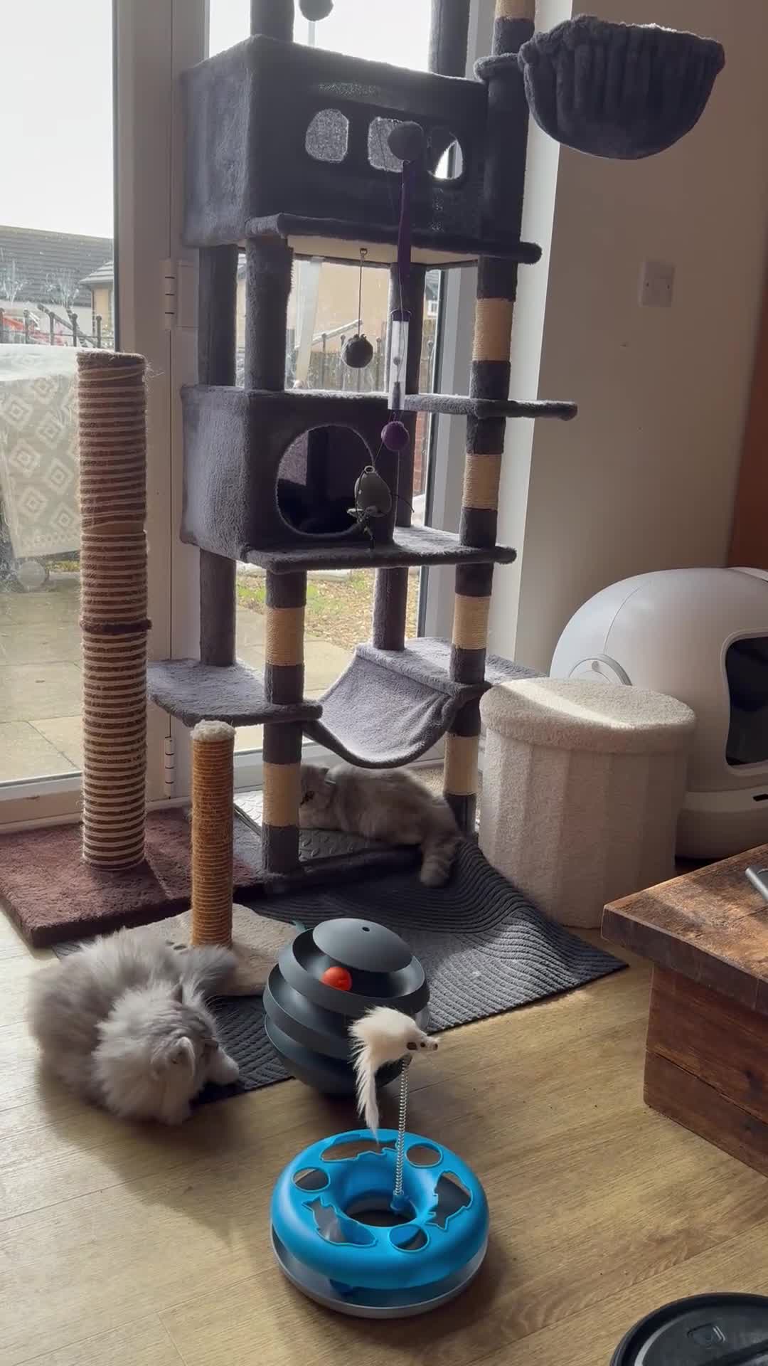 Persian cats for sale: Ready To Leave - Video 1