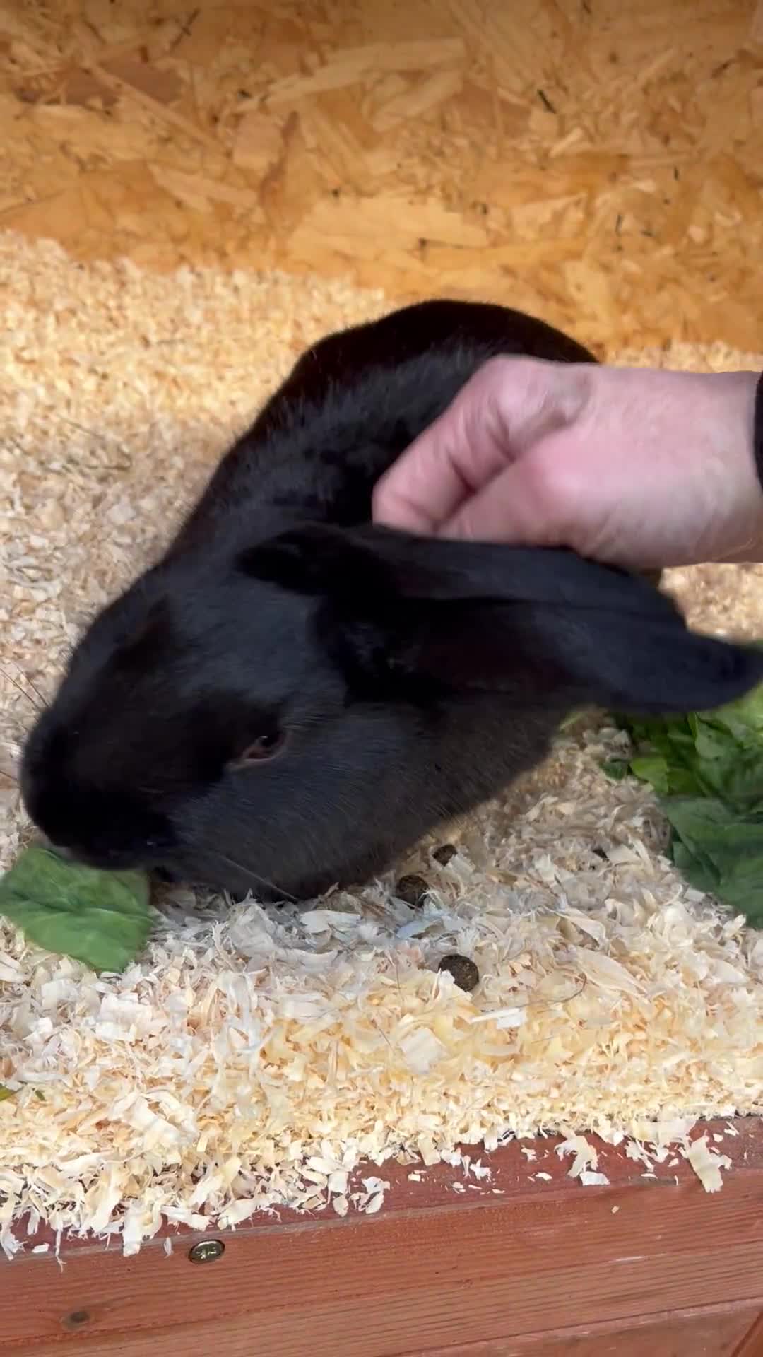 Mixed Breed rabbits for sale: English X New Zealand White male - Video 2