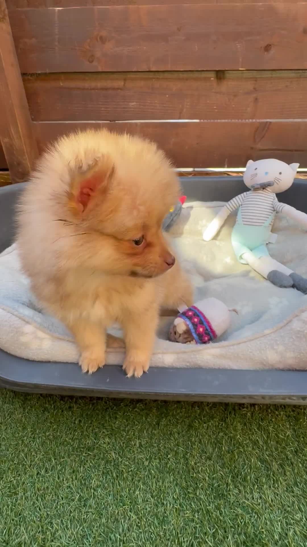 Pomeranian dogs for sale: ✨🐶 9  Beautiful Pomeranian Puppies  - Video 5