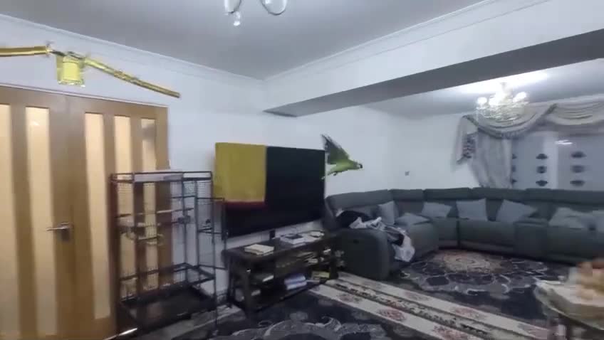 Budgerigars birds for sale: Exceptional Talking Green Parrot 100 Word  Friendl - Video 2