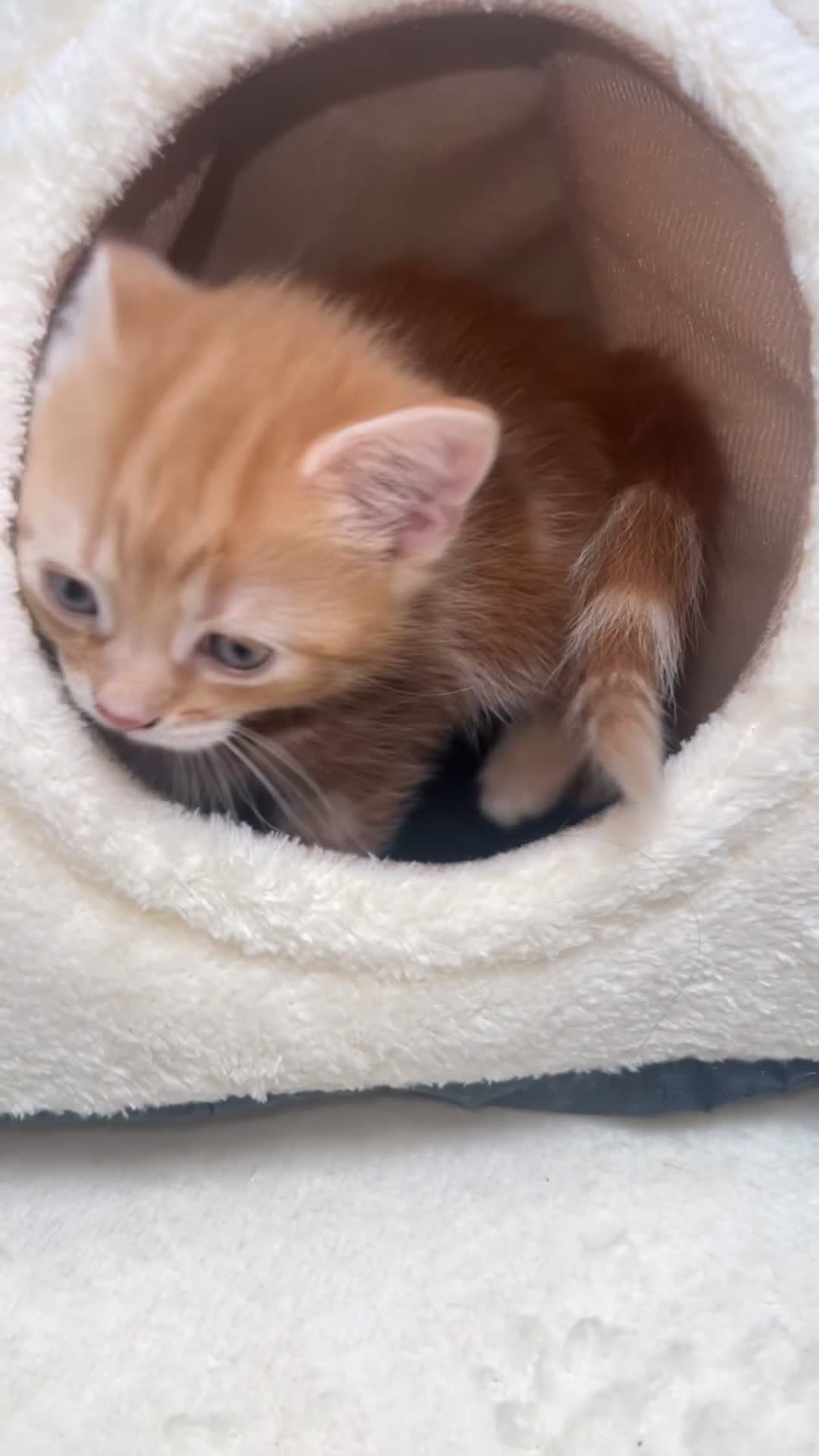 Mixed Breed cats for sale: kittens - Video 1