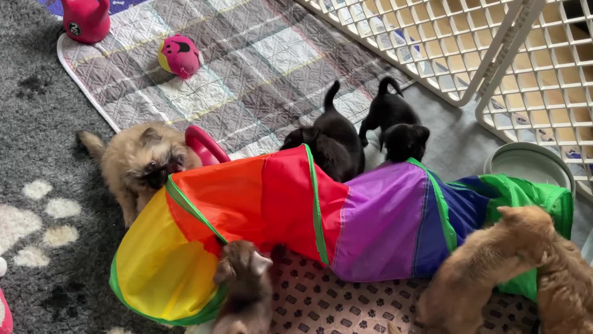 Mixed Breed dogs for sale: ADORABLE LITTER OF SHIH TZU/CHIHUAHUAS - Video 2