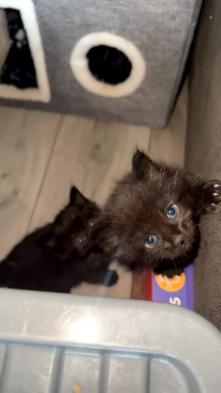 Domestic Shorthair cats for sale: 4 fluffy domestic kittens for sale  - Video 1