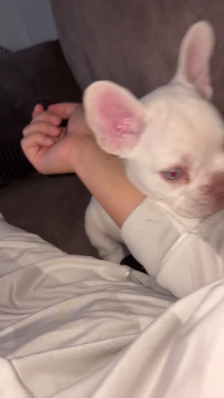 French Bulldog dogs for sale: Stunning French Bulldog Puppies – Family Raised - Video 4