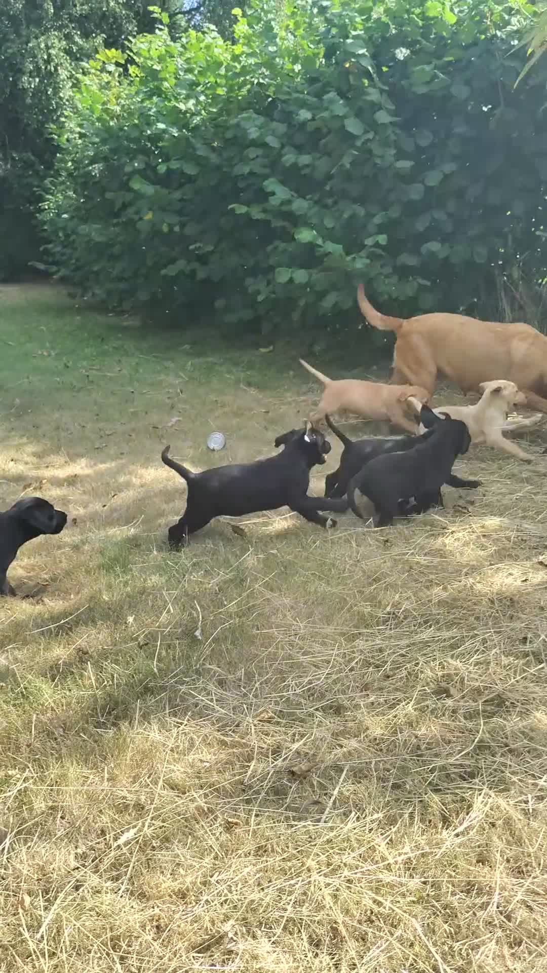 Labrador Retriever dogs for sale: Wonderful Labrador pups for sale  - Video 2