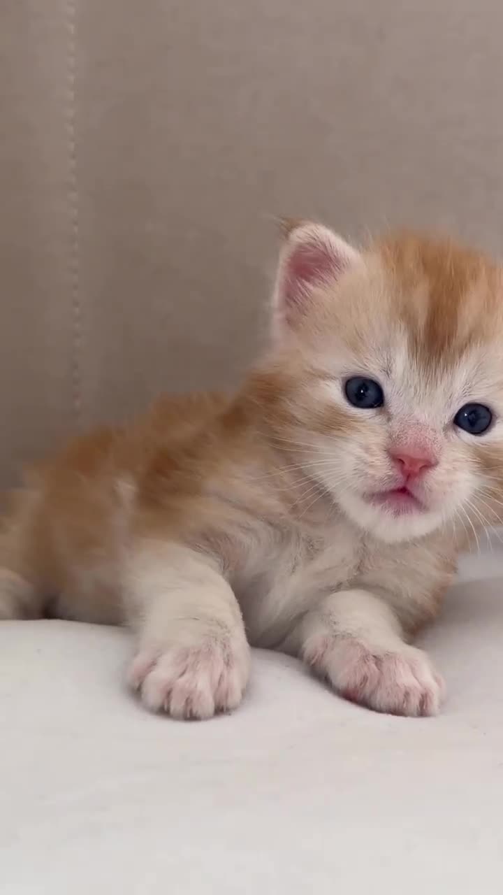 Maine Coon cats for sale: Adorable MALE main coon! Ginger  in Grays - Video 1