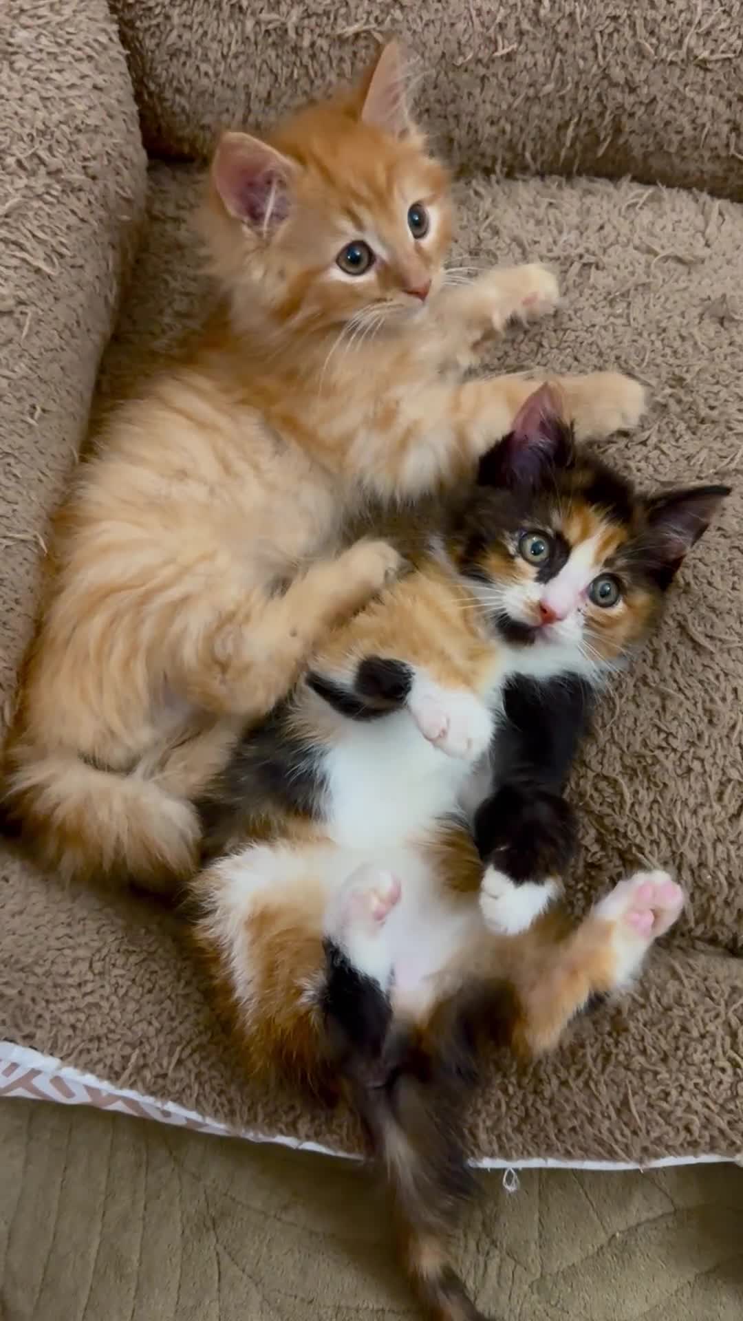 Mixed Breed cats for sale: GORGEOUS SIBERIAN X KITTENS  - Video 2