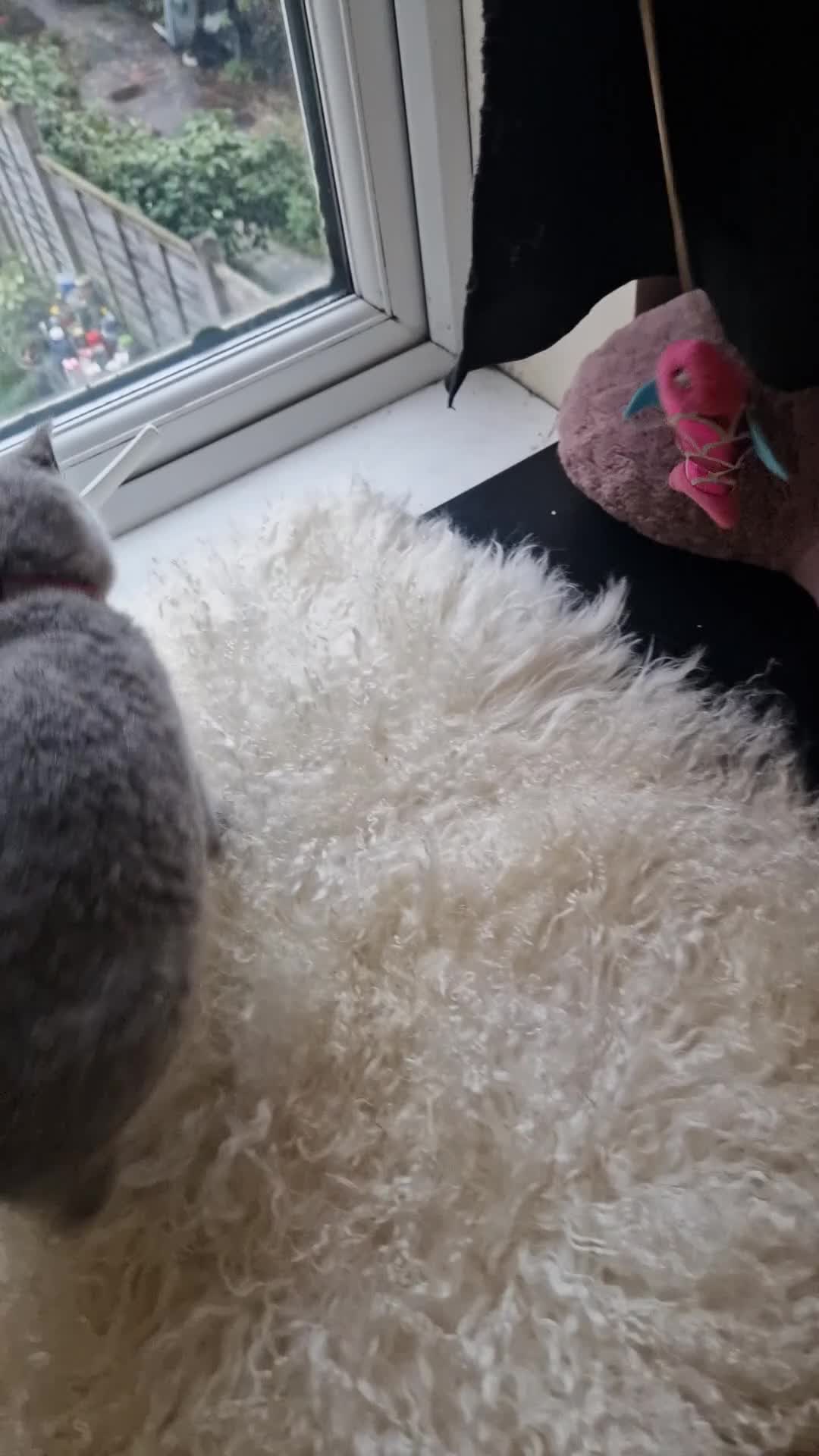 British Shorthair cats for sale: British shoort hair blue kittens for sale  - Video 2