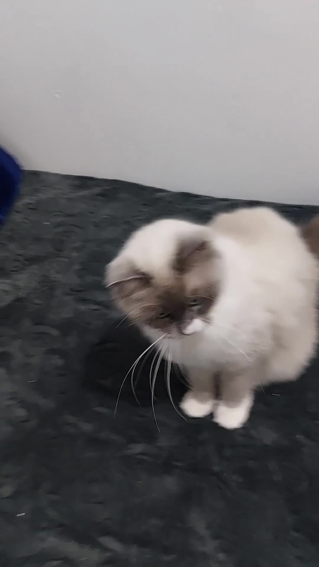 Ragdoll cats for sale: Beautiful Ragdoll Princess  - Video 3